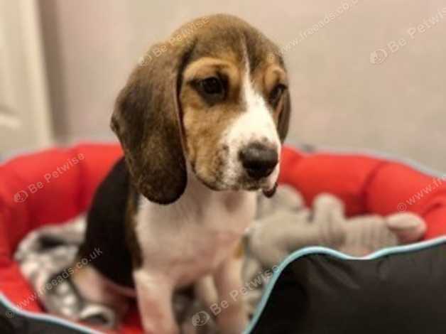 Mini beagles for on sale sale