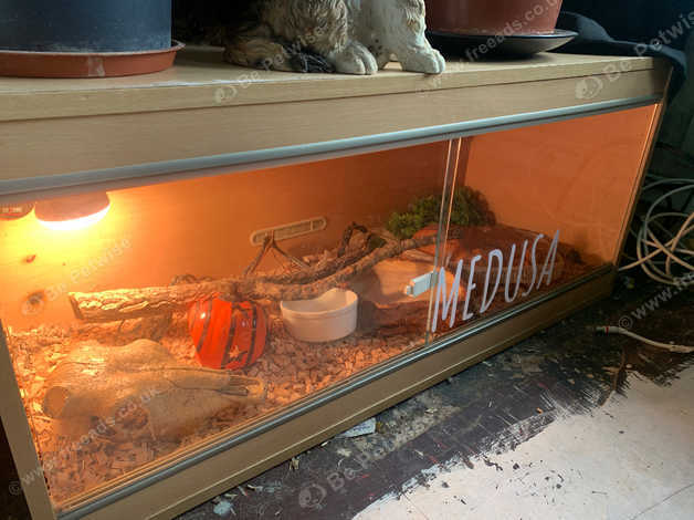 Corn Snake With 4ft Vivarium (full Set Up) in Wolverhampton on Freeads ...