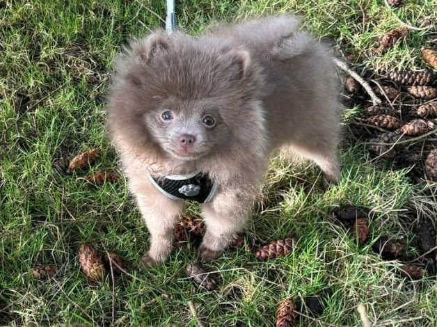 Purple Lavender Pomeranian Puppies For Sale Lavender Blue