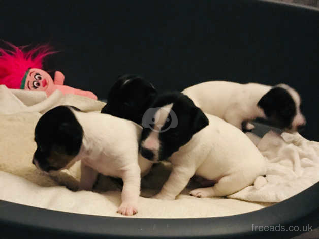 Jack Russell Dogs And Puppies Wanted In Liverpool Find Dogs And