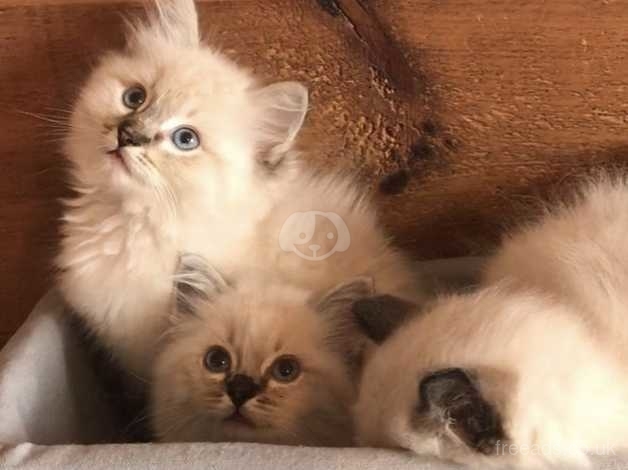 Ready now Ragdoll kittens TICA stunning European standard kittens ready now