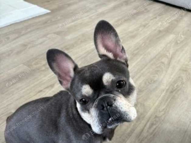 Female Frenchie in Sherfield-On-Loddon Rg27 on Freeads Classifieds ...