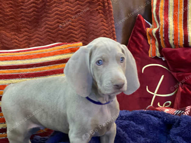 Weimaraner Dogs And Puppies For Sale And Rehome Uk Find Dogs And