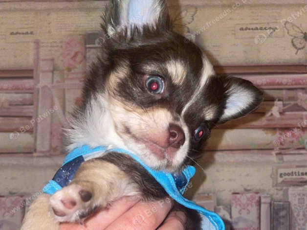 Long hair chihuahua 2024 for sale near me