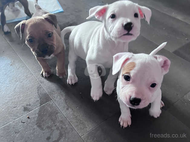 Staffy puppys best sale for sale