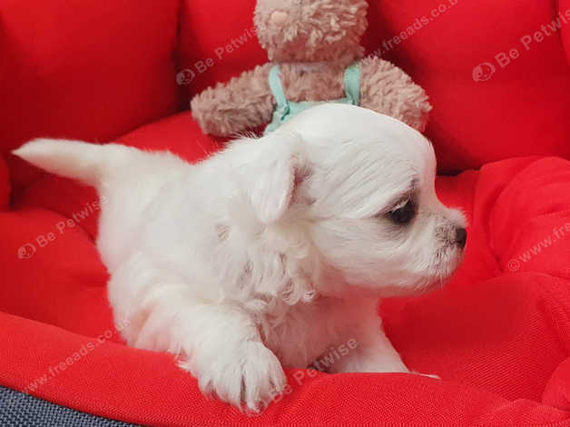 Teacup maltese puppies for under 500 shops near me