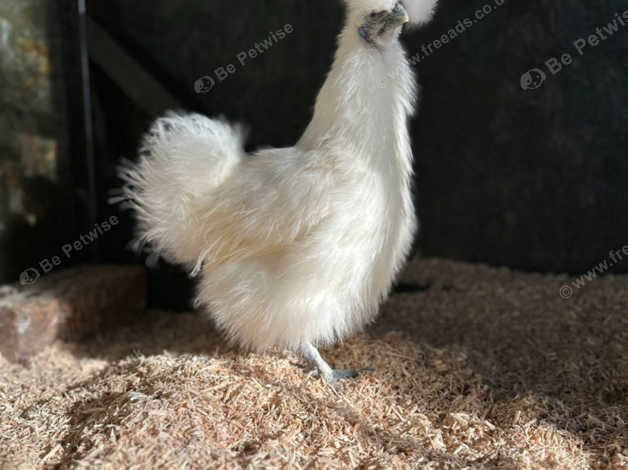 Silkie Bantam Hens At Point Of Lay in Coalville LE67 on Freeads ...