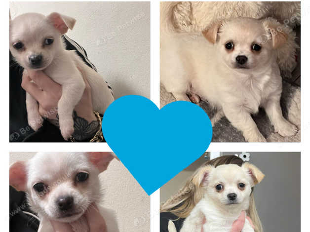 Adult chihuahua best sale for sale