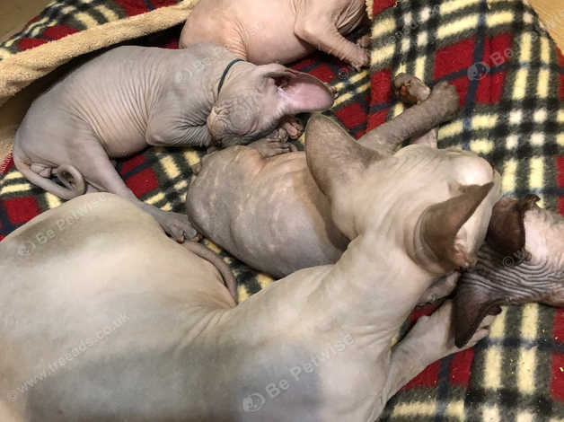 Mexican hairless best sale cat for sale