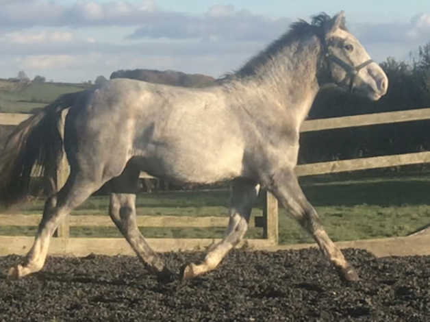 Irish Draught X Registered Warmblood Filly | in Leeds, West Yorkshire ...