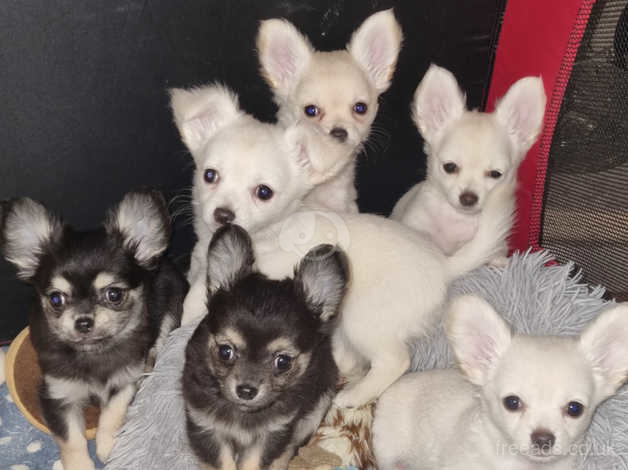 Mini long haired outlet chihuahua for sale