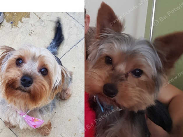 Miniature Yorkshire Terrier Puppies In Aberdare Cf44 On Freeads