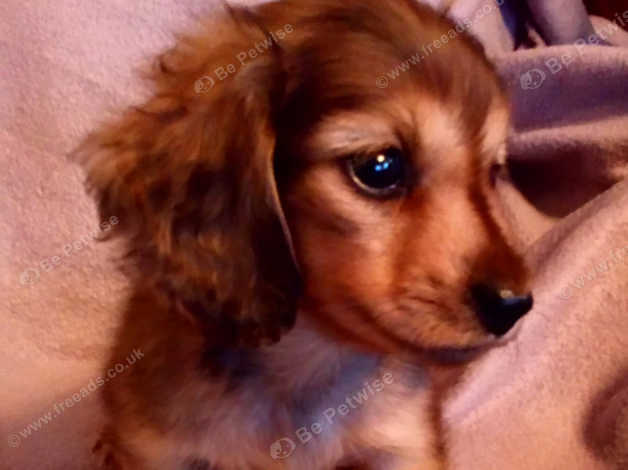 K C Miniature Long Haired Dachshund Pup For Sale In Llanymynech
