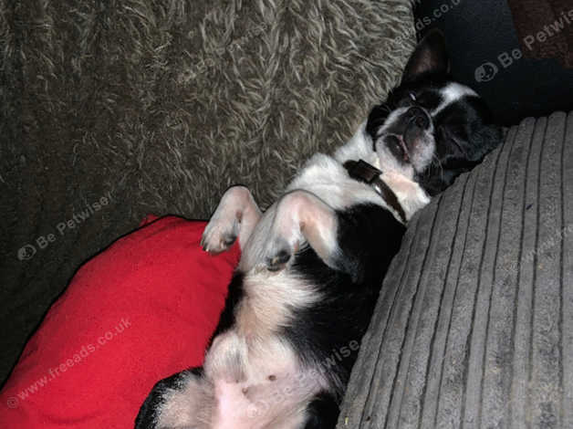 2 Year Old Black And White Smooth Coat Chihuahua Needs A New Home