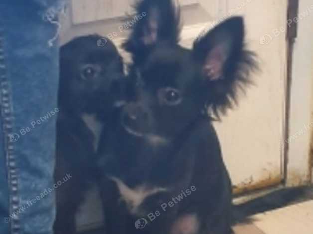 Last Chihuahua Pup Long Hair Blue X Jack All Injections And Boost