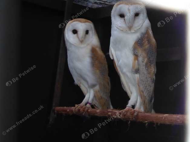 Barn Owls For Sale In Suffolk On Freeads Classifieds Owls
