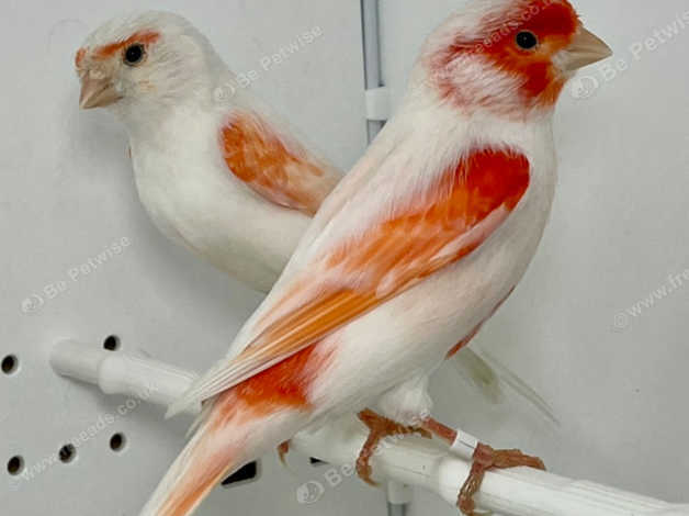 Beautiful Pair Of Red Mosaic Canaries For Sale in Sheffield S2 on ...