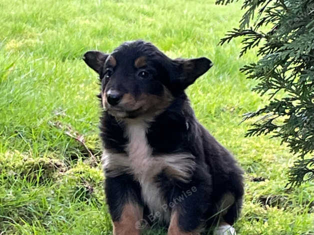 Adorable Border Collie Puppies in Brecon on Freeads Classifieds ...