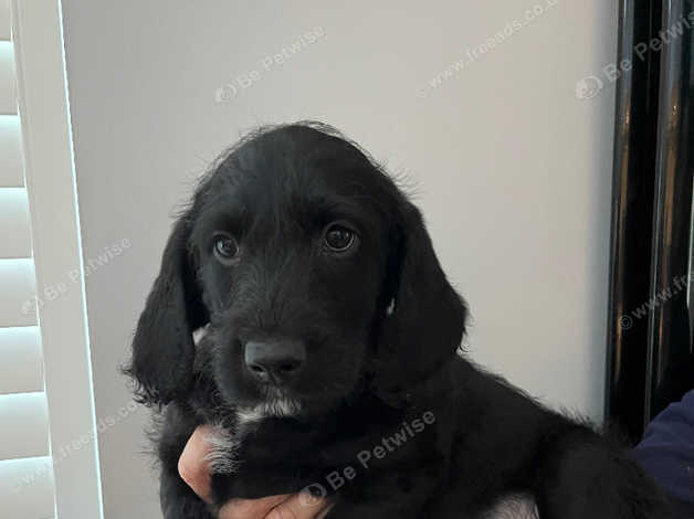 Black labradoodles best sale for sale