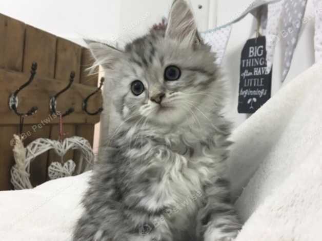 Silver Tabby Maine Coon Kittens In Pwllheli Ll53 On Freeads
