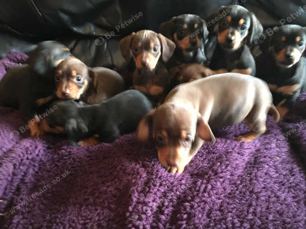 Smooth Haired Standard Size Daschund Pups In Luton Lu1 On Freeads