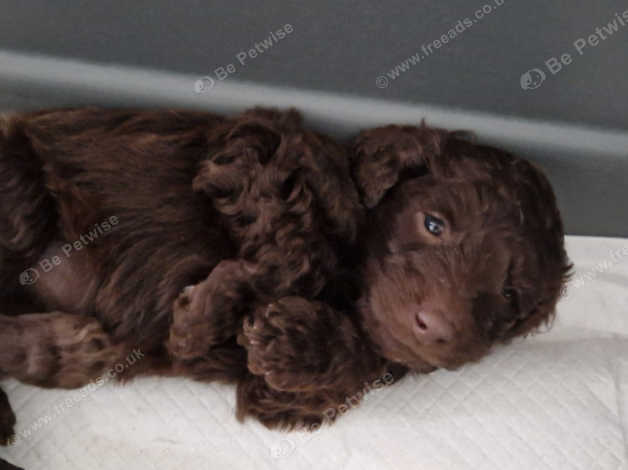 Cockapoo puppies for sale lake sale district