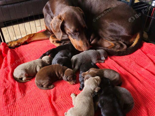 Dobermann Puppies and Dogs for sale in Scotland Freeads