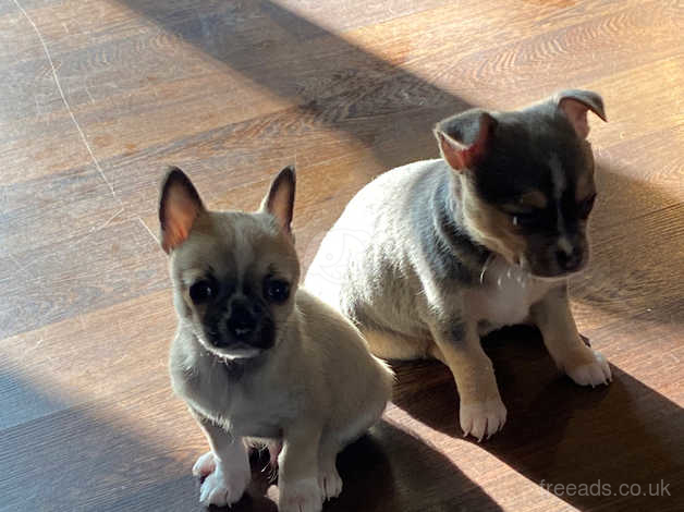 Pug mixed with chihuahua best sale for sale