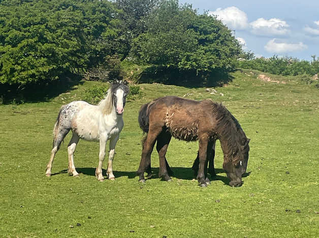 3 Handsome Colts For Sale! | in Cornwall, Cornwall | Freeads