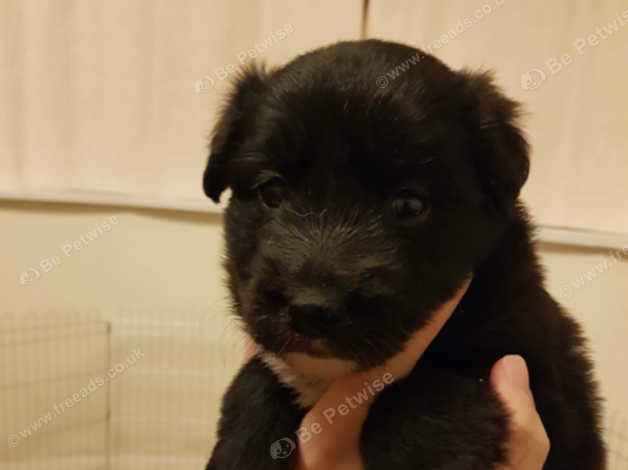 Northern Inuit X Border Collie Puppies In Coalville Le67 On