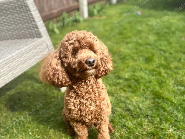 Miniature Poodles For Stud Near Me Tiny Toy Poodle Stud Service