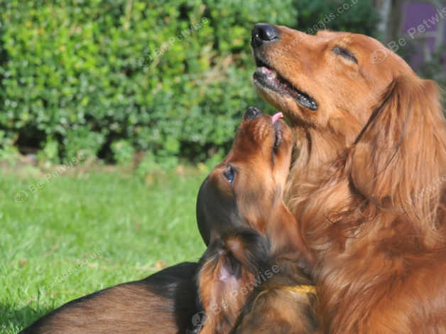 Longhair Miniature Dachshund Kc Reg Top Quality Red Colour In