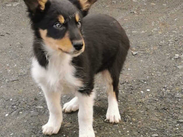 Border Collie Puppies Northern Ireland In Draperstown On Freeads