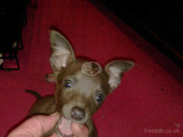 Italian Greyhound X Whippet Bedlington Puppy In Melton Mowbray