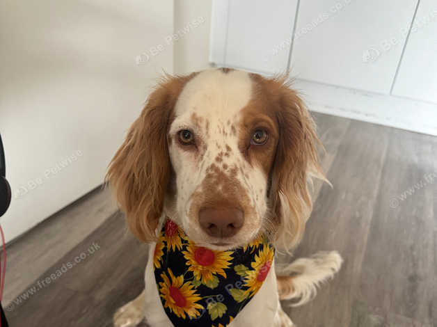 Rehoming 11 Month Male Cocker Spaniel in Norwich NR1 on Freeads ...