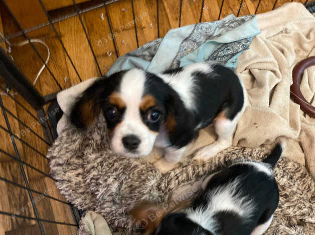 King Charles Tri Coloured Pups 1 Boy 1 Girl in Swansea on Freeads ...