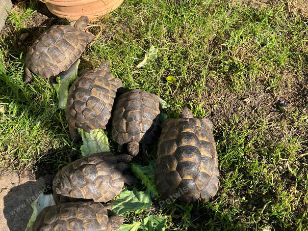 Tortoises Mediterranean Spur Thigh Spur Thighed Tortoises (testudo ...