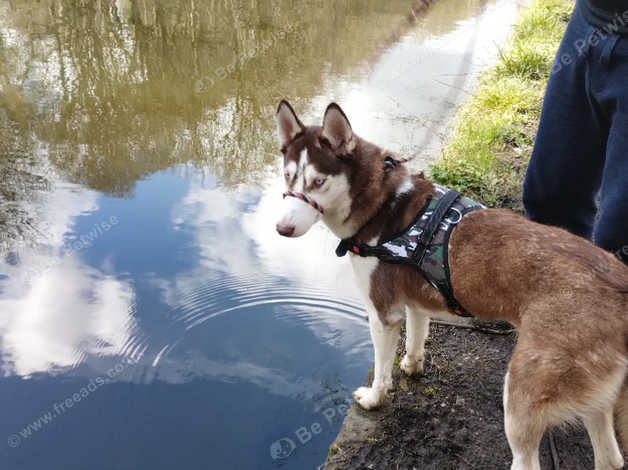 13 Months Old Siberian Husky in Leeds LS12 on Freeads Classifieds ...