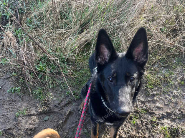 Nala- German Shepard in Pontefract on Freeads Classifieds - German ...