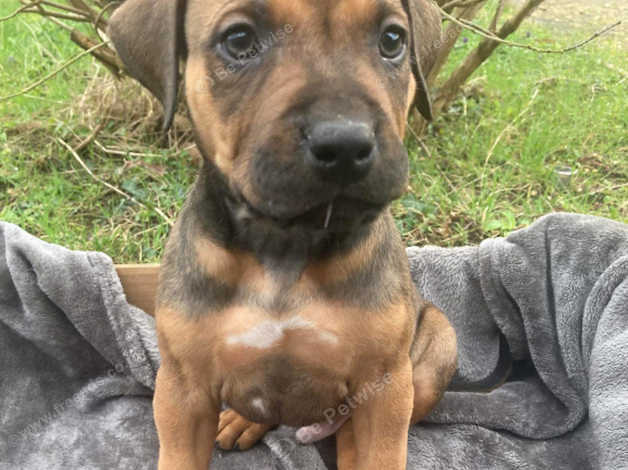 Rhodesian ridgeback puppies for sale uk hot sale kennel club