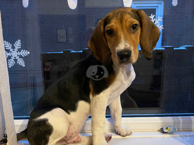 Beagle hot sale 4 months