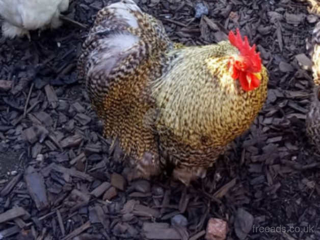 Pekin Bantam Chicken Rooster Cockerel Cuckoo markings in Pontyberem