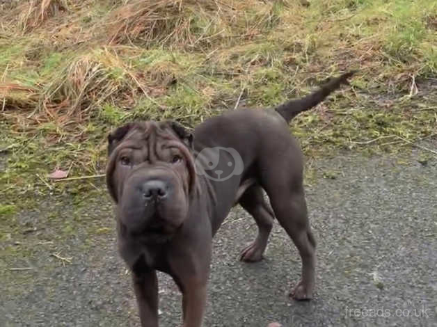 Long haired shar pei clearance for sale