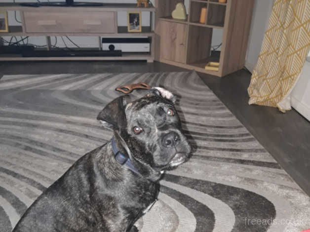 Cane Corso Cross In Rotherham