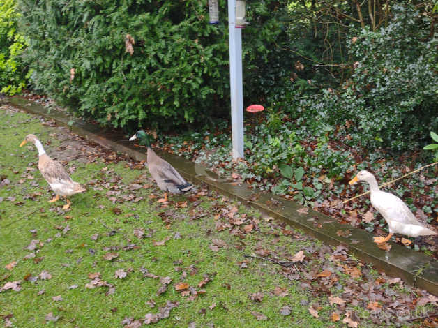 Indian Runner Ducks Free to good home in Crewe