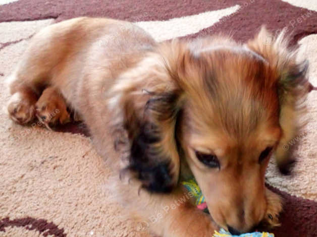 Miniature Long Haired Dachshund Puppy For Sale In Llanymynech Sy22