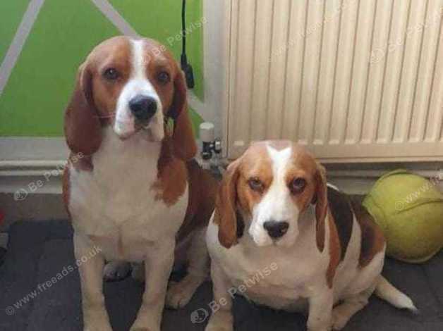 Beagle basset hound mix best sale puppies for sale near me