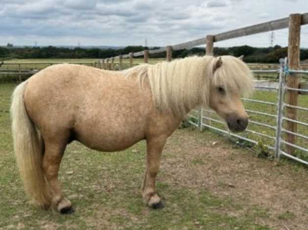 Palomino Reg Shetland Stallion | in Hockley, Essex | Freeads