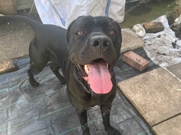 2 Year Old Cane Corso For Rehoming in Watchet on Freeads Classifieds ...