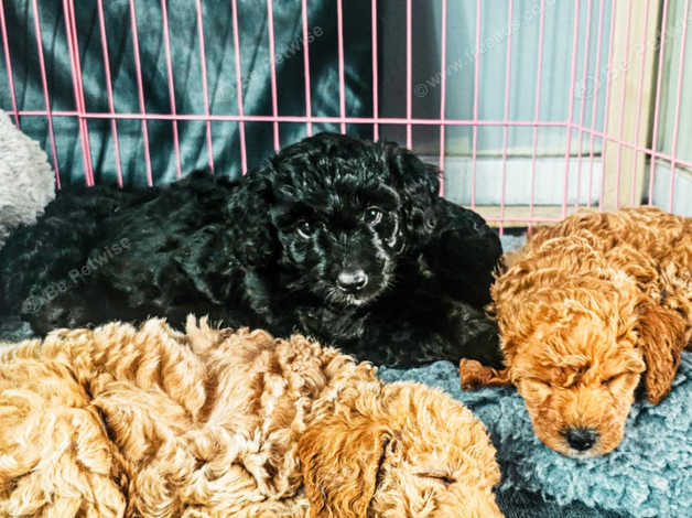 Bordoodle Puppies and Dogs for sale in Kent Freeads